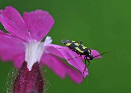 Réf. 304 147 : Grypocoris sexguttatus